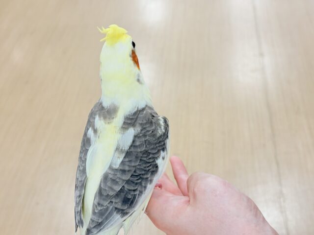オカメインコ