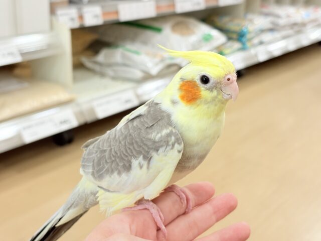 オカメインコ