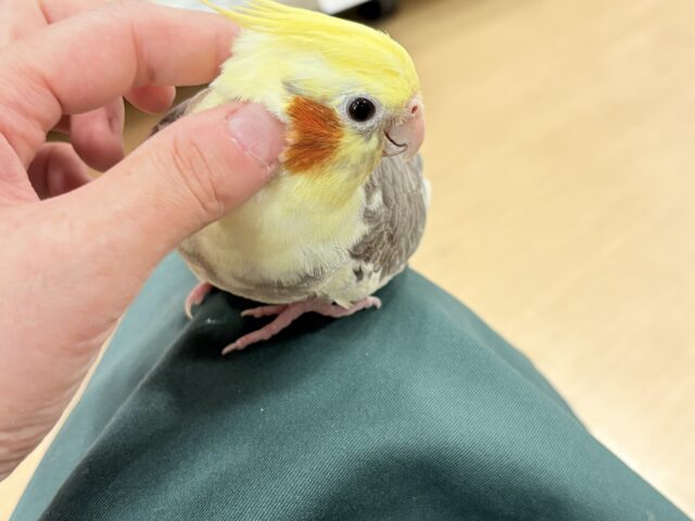 オカメインコ