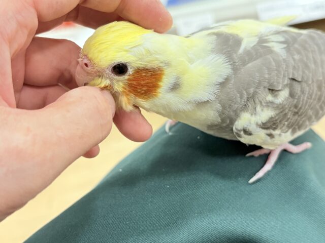 オカメインコ