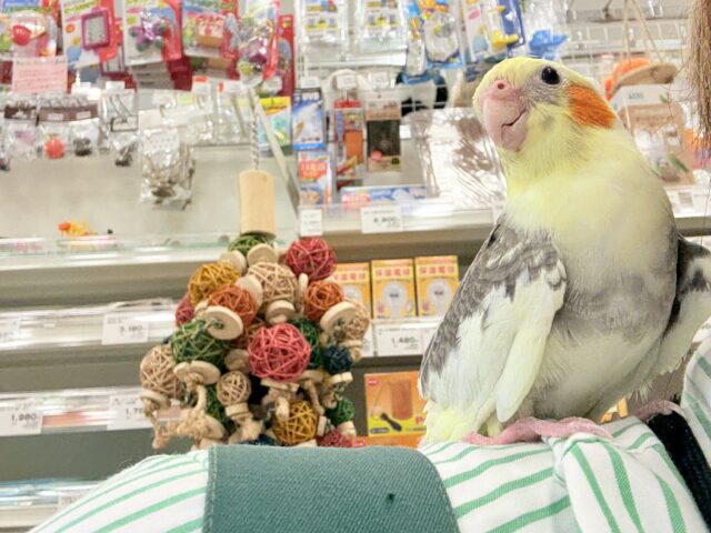 オカメインコ