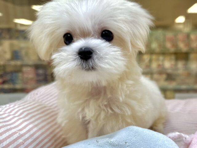 白い妖精さん🤍マルプー男の子