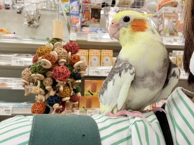 オカメインコ