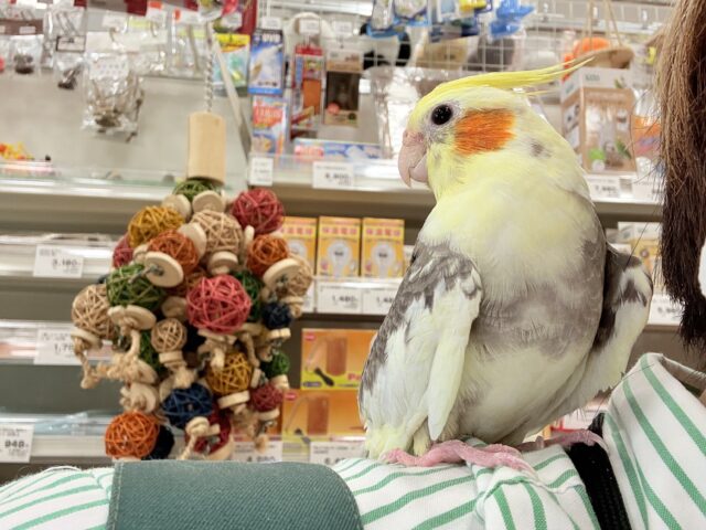 オカメインコ