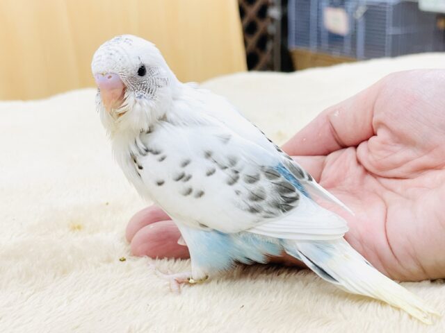 【最新画像】てちてち歩いて元気いっぱい🩵セキセイインコ（白ハルクイン）ヒナ
