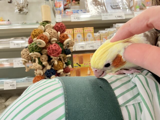 オカメインコ