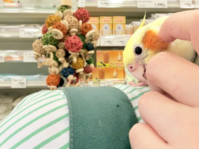 オカメインコ