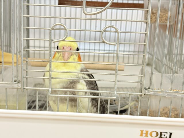 オカメインコ