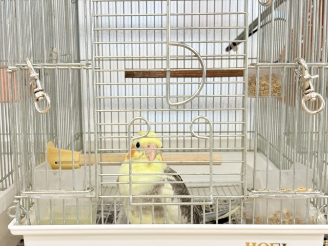 オカメインコ