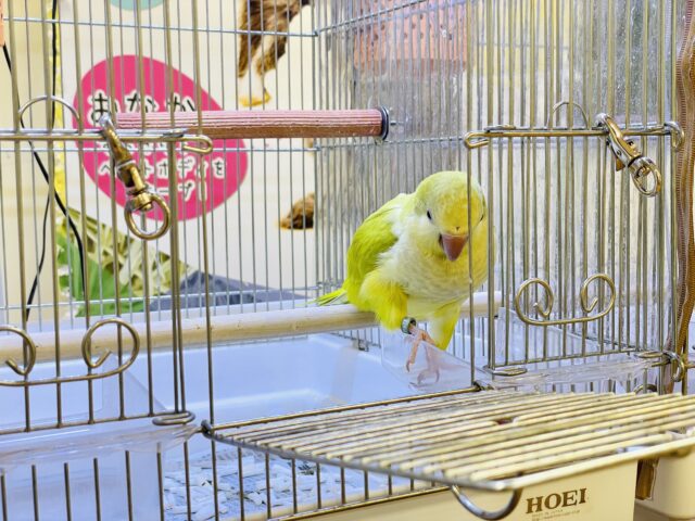 オキナインコ