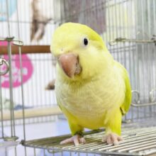 【最新画像】クリっとおめめ✨が可愛いオキナインコ（パリド）ヒナ