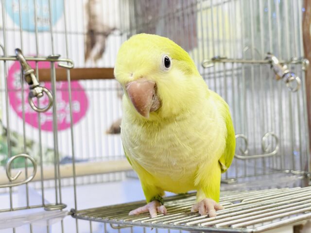 【最新画像】クリっとおめめ✨が可愛いオキナインコ（パリド）ヒナ