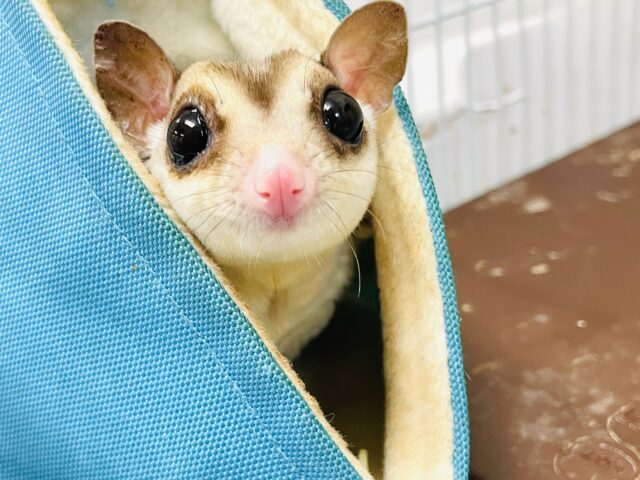 【最新画像更新🪄】べた慣れちゃん❤︎　フクロモモンガ（プラチナ）男の子