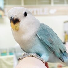 【最新画像】宝石のように深みあるカラー🍀📗コザクインコ(ダークターコイズグリーンバイオレット)(ヒナ)