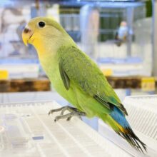 【最新画像】ニコニコ オレンジスマイル🧡コザクラインコ（オレンジフェイス）ヒナ