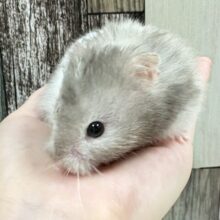 白い腹巻してるのさっ❣️セーブルハムスター(男の子)