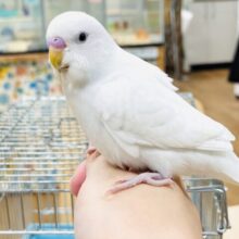 【最新画像】すくすく成長中❕セキセイインコ(ダブルファクター)(ヒナ)