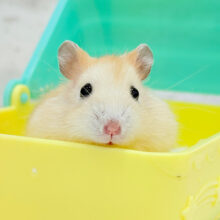 僕のほっぺには幸せが詰まってるんだ🐹💖イエロープディングハムスター(男の子)