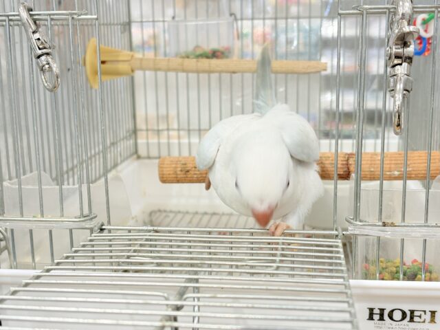 オキナインコ