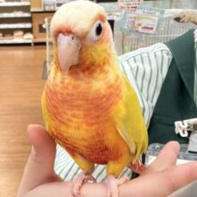 【最新画像】表情豊かで癒される🫧ホオミドリウロコインコ（サンチーク）