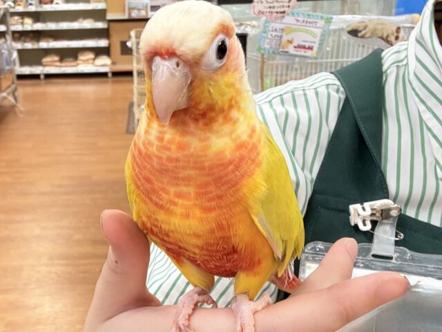 【最新画像】表情豊かで癒される🫧ホオミドリウロコインコ（サンチーク）