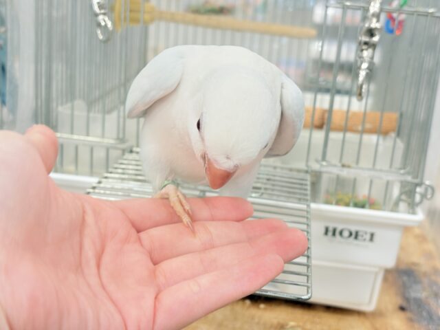 オキナインコ