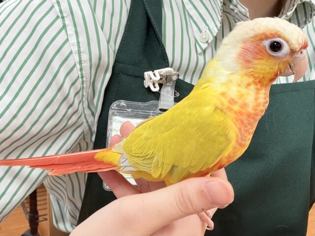 ホオミドリウロコインコ