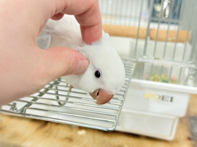 オキナインコ