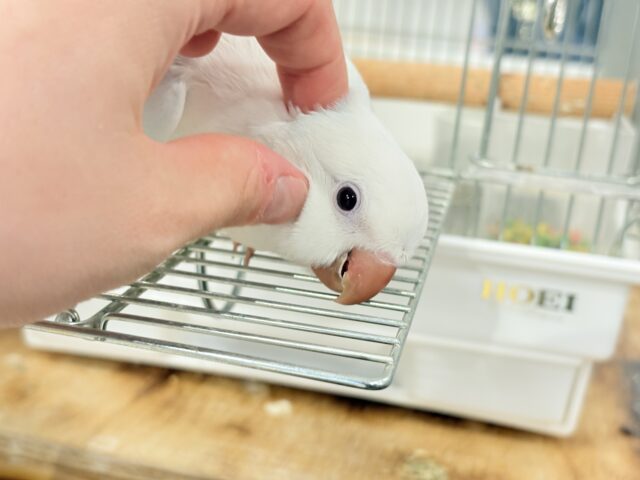 オキナインコ