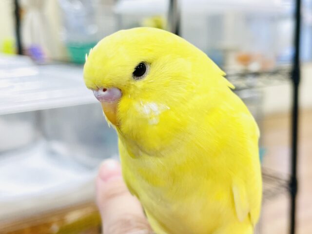 【最新画像】キラキラ輝く✨黄色いジャンボセキセイインコちゃん（ダブルファクター）