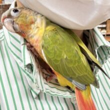 【最新画像】カラフルかわいい甘えんぼう🍍✨ホオミドリウロコインコちゃん(パイナップル)