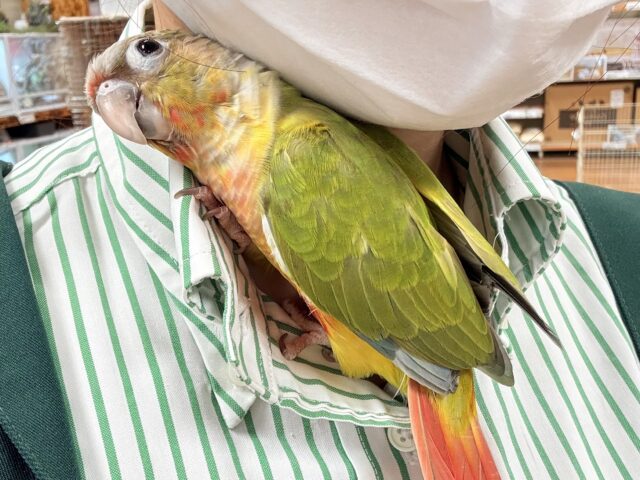 【最新画像】カラフルかわいい甘えんぼう🍍✨ホオミドリウロコインコちゃん(パイナップル)