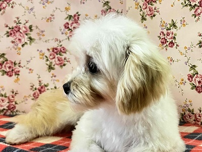 マルプー