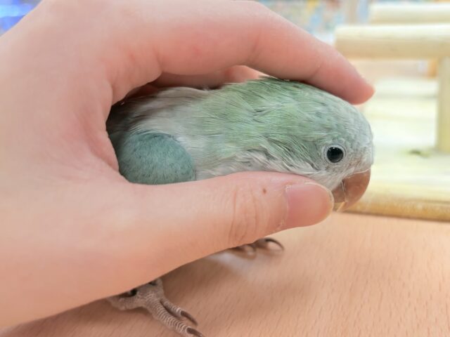 オキナインコ
