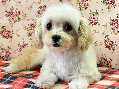 マルプー
