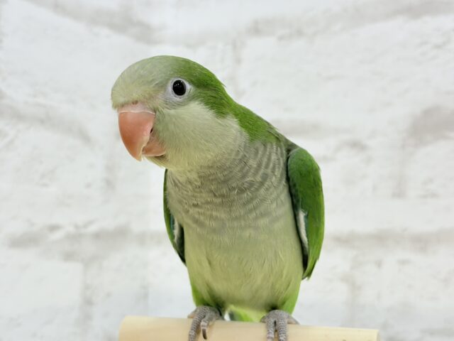 オキナインコ