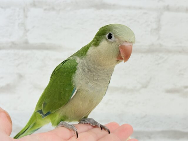 オキナインコ