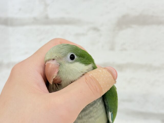 オキナインコ