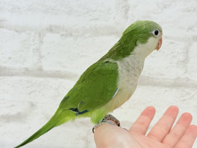 オキナインコ