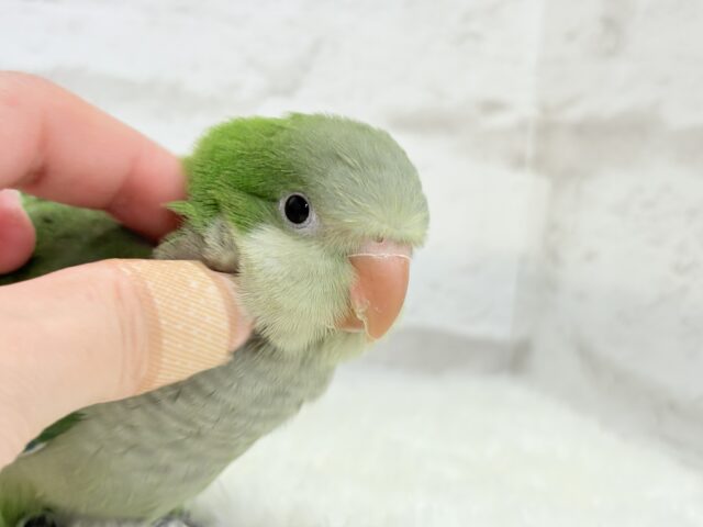 オキナインコ