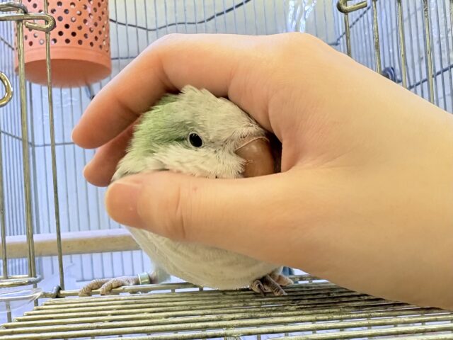 オキナインコ