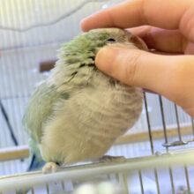 【最新画像】どこから見ても可愛すぎます🩵オキナインコ（アクアブルーオパーリン）
