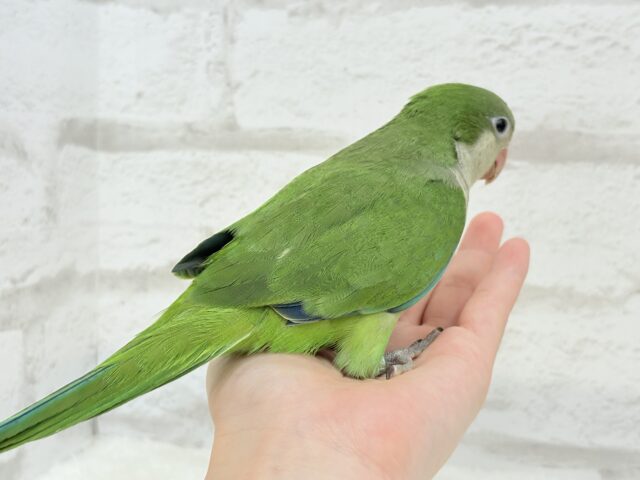 オキナインコ