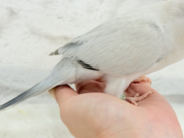 オキナインコ