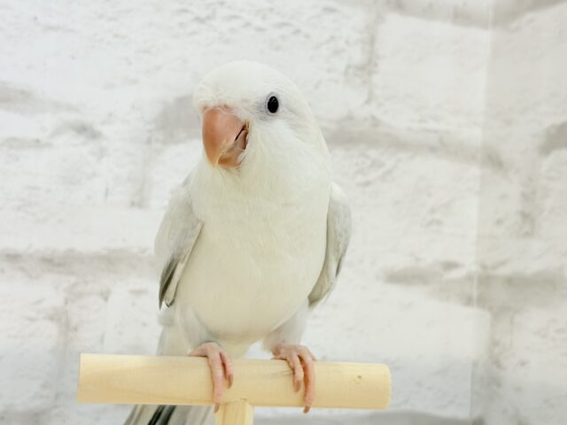 オキナインコ
