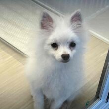 ちっちゃいサモエド⁉　いやいや、ボクはポメラニアンです。