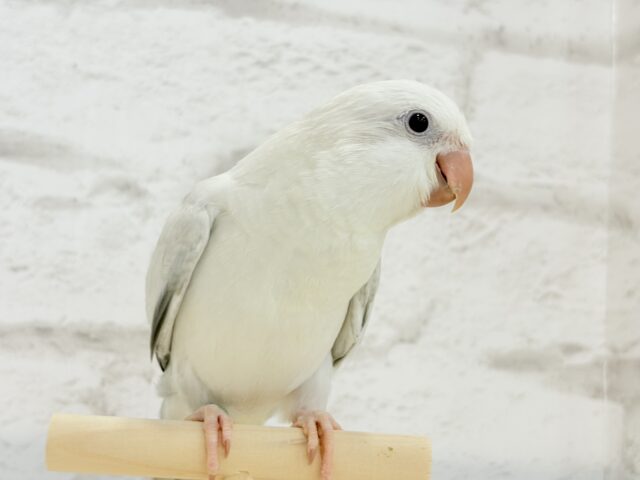 オキナインコ