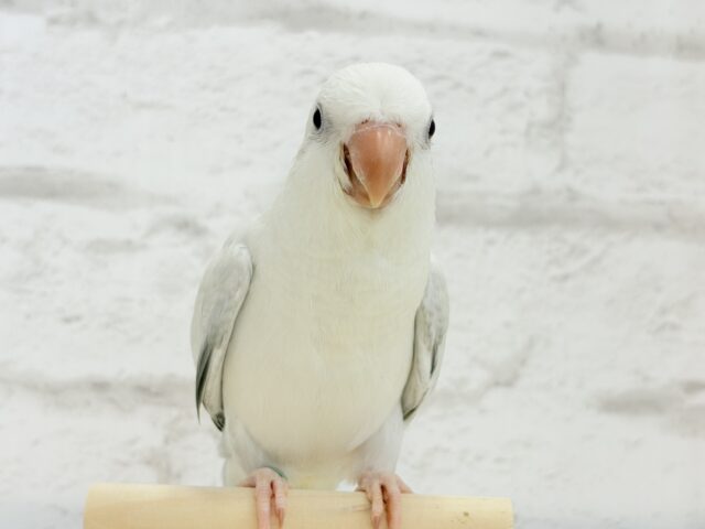 オキナインコ