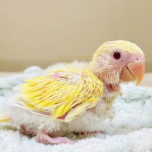 フレッシュな果実みたい🍋✨コザクラインコ（ルチノー）ヒナ