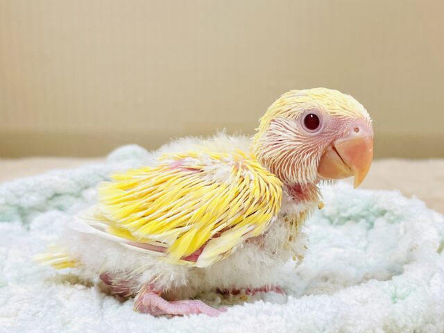 フレッシュな果実みたい🍋✨コザクラインコ（ルチノー）ヒナ